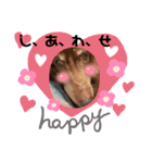 長生きダックス（個別スタンプ：12）