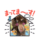 長生きダックス（個別スタンプ：13）