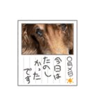 長生きダックス（個別スタンプ：14）