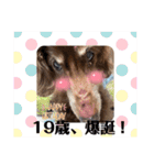 長生きダックス（個別スタンプ：15）