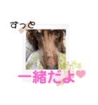 長生きダックス（個別スタンプ：16）