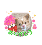 わちる＆あぐり－日常会話＊オールシーズン（個別スタンプ：5）
