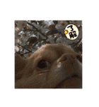 わちる＆あぐり－日常会話＊オールシーズン（個別スタンプ：18）