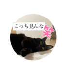 長女 にぼし②（個別スタンプ：5）