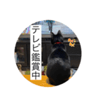 長女 にぼし②（個別スタンプ：6）