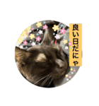 長女 にぼし②（個別スタンプ：17）