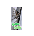 卡哇伊の（個別スタンプ：14）