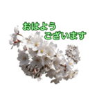 桜！桜と春の植物（個別スタンプ：1）