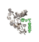 桜！桜と春の植物（個別スタンプ：7）