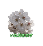 桜！桜と春の植物（個別スタンプ：21）