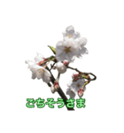 桜！桜と春の植物（個別スタンプ：22）