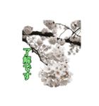 桜！桜と春の植物（個別スタンプ：33）