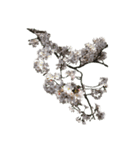 桜！桜と春の植物（文字無し）（個別スタンプ：10）