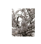 桜！桜と春の植物（文字無し）（個別スタンプ：14）