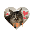 ミーハー猫  ししゃも②（個別スタンプ：1）