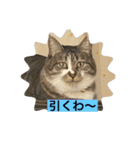 ミーハー猫  ししゃも②（個別スタンプ：2）