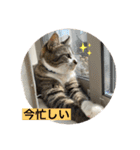 ミーハー猫  ししゃも②（個別スタンプ：3）