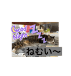 ミーハー猫  ししゃも②（個別スタンプ：4）