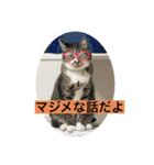 ミーハー猫  ししゃも②（個別スタンプ：5）