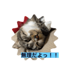 ミーハー猫  ししゃも②（個別スタンプ：7）