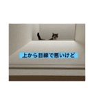 ミーハー猫  ししゃも②（個別スタンプ：8）