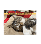 ミーハー猫  ししゃも②（個別スタンプ：9）