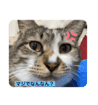ミーハー猫  ししゃも②（個別スタンプ：10）