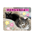 ミーハー猫  ししゃも②（個別スタンプ：11）