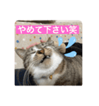 ミーハー猫  ししゃも②（個別スタンプ：12）