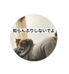 ミーハー猫  ししゃも②（個別スタンプ：13）
