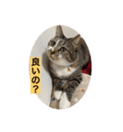 ミーハー猫  ししゃも②（個別スタンプ：14）