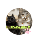 ミーハー猫  ししゃも②（個別スタンプ：15）