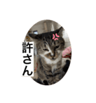 ミーハー猫  ししゃも②（個別スタンプ：16）
