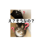 ミーハー猫  ししゃも②（個別スタンプ：18）