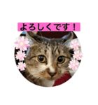 ミーハー猫  ししゃも②（個別スタンプ：19）