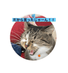ミーハー猫  ししゃも②（個別スタンプ：20）