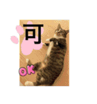 ミーハー猫  ししゃも②（個別スタンプ：21）