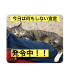 ミーハー猫  ししゃも②（個別スタンプ：22）