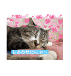ミーハー猫  ししゃも②（個別スタンプ：23）