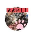 ミーハー猫  ししゃも②（個別スタンプ：24）