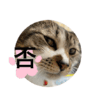 ミーハー猫  ししゃも②（個別スタンプ：25）