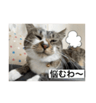 ミーハー猫  ししゃも②（個別スタンプ：26）