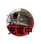 ミーハー猫  ししゃも②（個別スタンプ：27）
