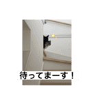 ミーハー猫  ししゃも②（個別スタンプ：29）