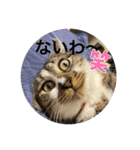 ミーハー猫  ししゃも②（個別スタンプ：30）