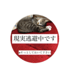 ミーハー猫  ししゃも②（個別スタンプ：32）