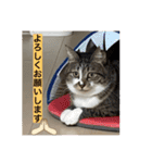 ミーハー猫  ししゃも②（個別スタンプ：33）