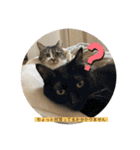 ミーハー猫  ししゃも②（個別スタンプ：34）