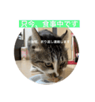 ミーハー猫  ししゃも②（個別スタンプ：35）
