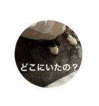ミーハー猫  ししゃも②（個別スタンプ：36）
